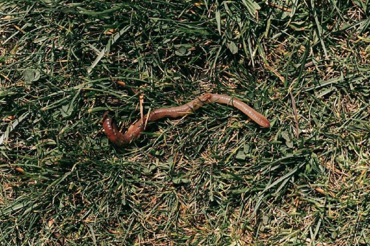 Earthworms, specifically nightcrawlers are way crunchier than you think.