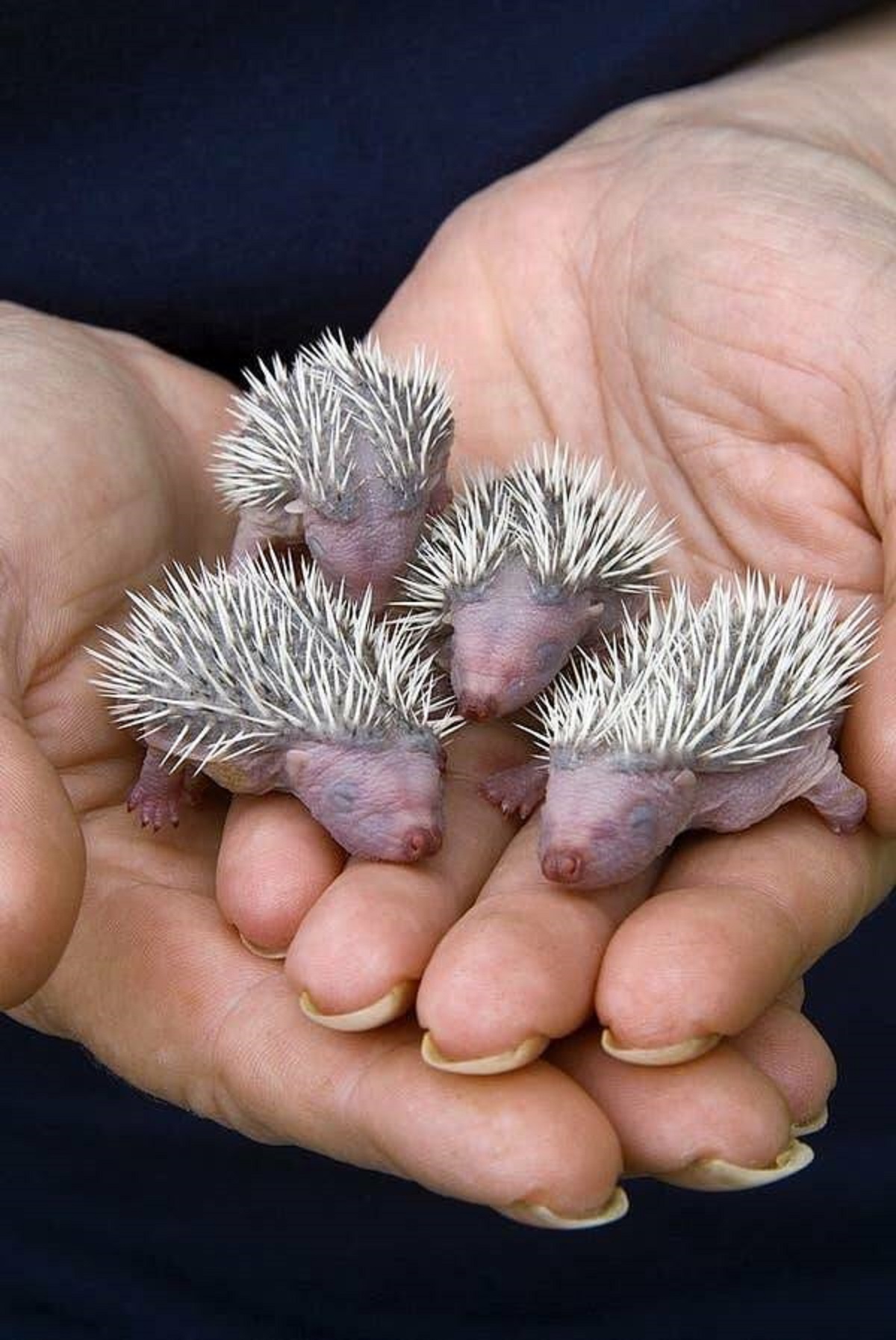 This is what baby hedgehogs look like: