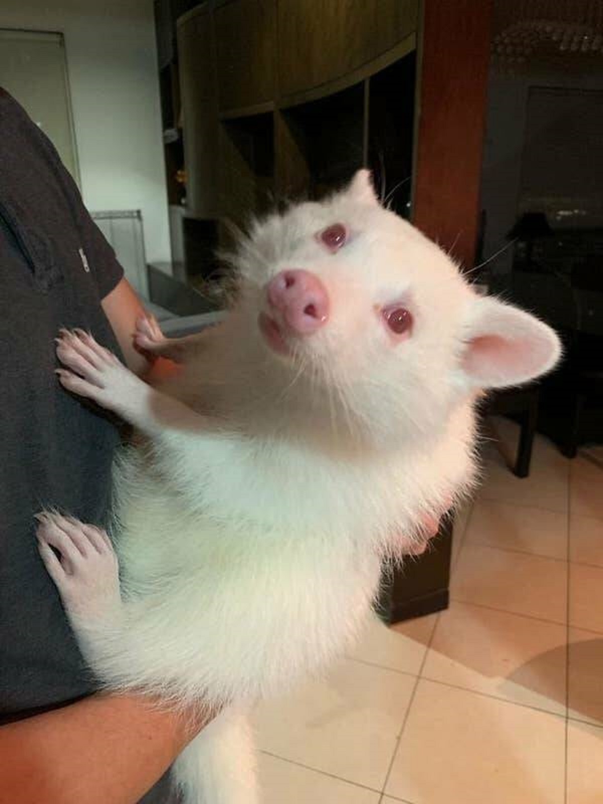 This is what an albino raccoon looks like: