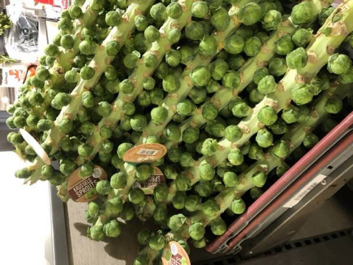 In case you didn't know, Brussels sprouts grow like this: