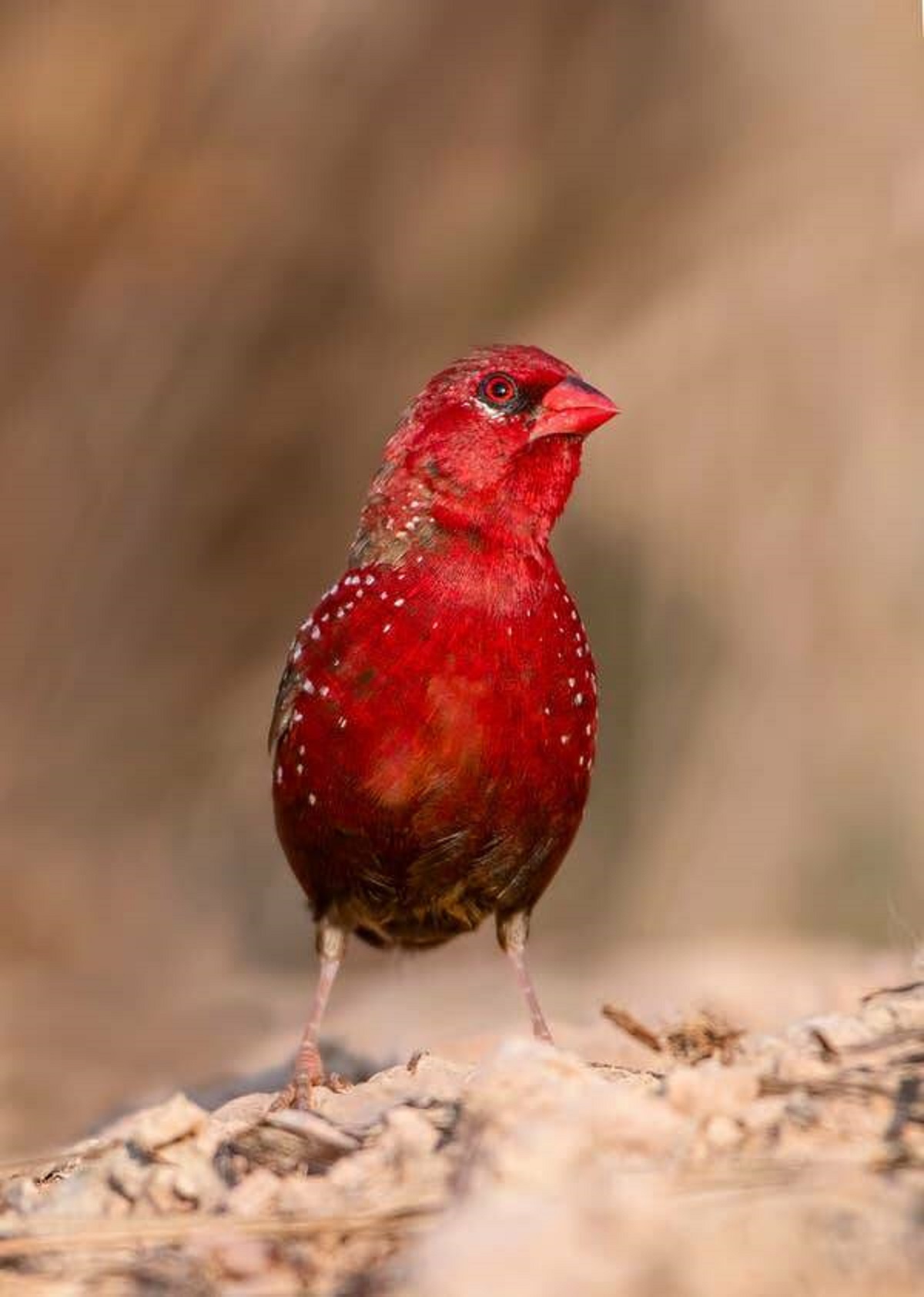 There's a bird that looks like a strawberry that's called, well, the strawberry finch: