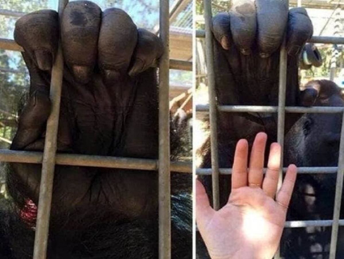 Gorilla hands are much, much bigger than human hands: