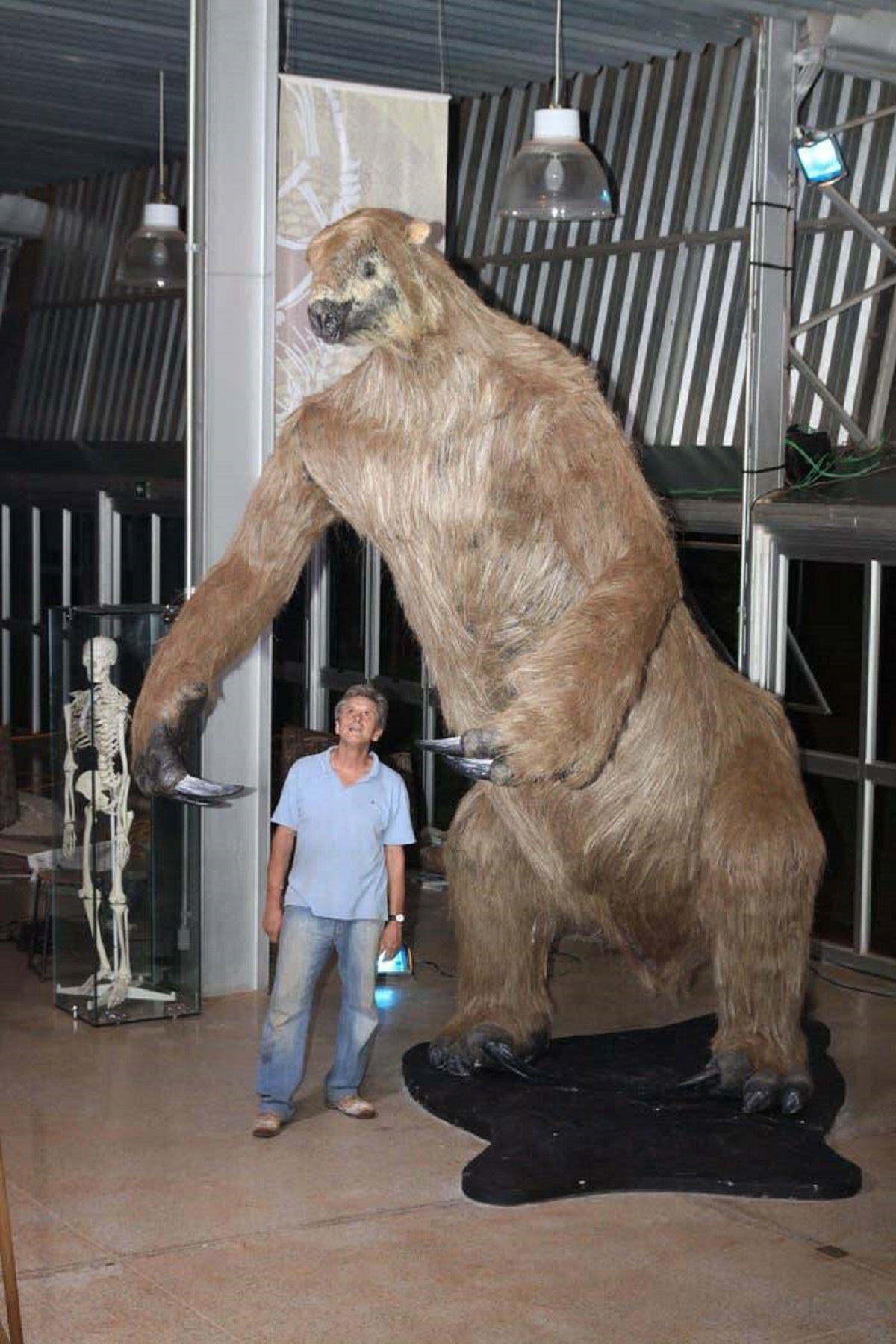 This is how big the Eremotherium Laurillardi, also known as the giant ground sloth, was compared to a modern day human:

It lived in the modern day Americas and went extinct about 12,000 years ago. Would love to play some hoops with this bad boy.