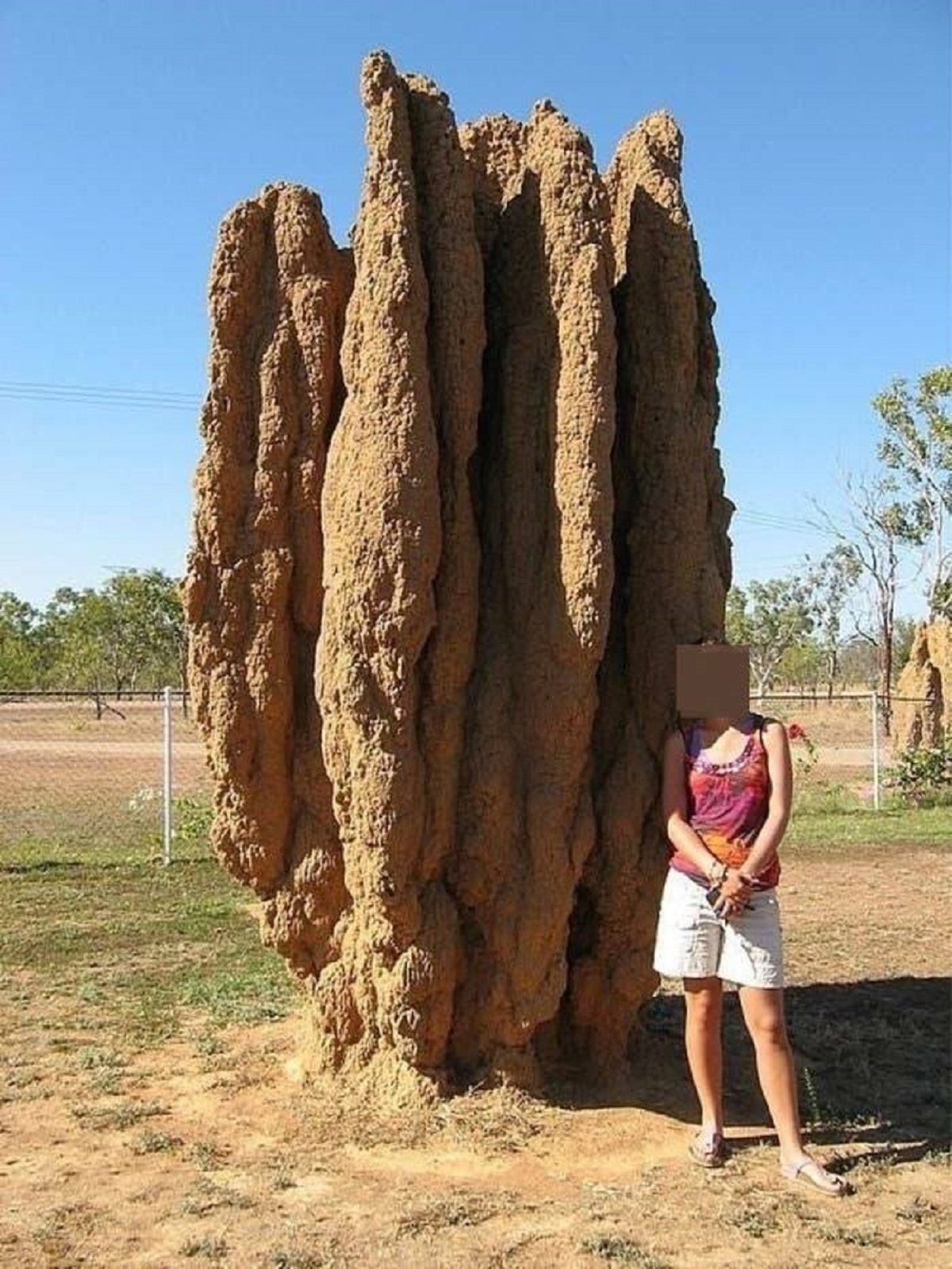 Termite hills can be absolutely gigantic: