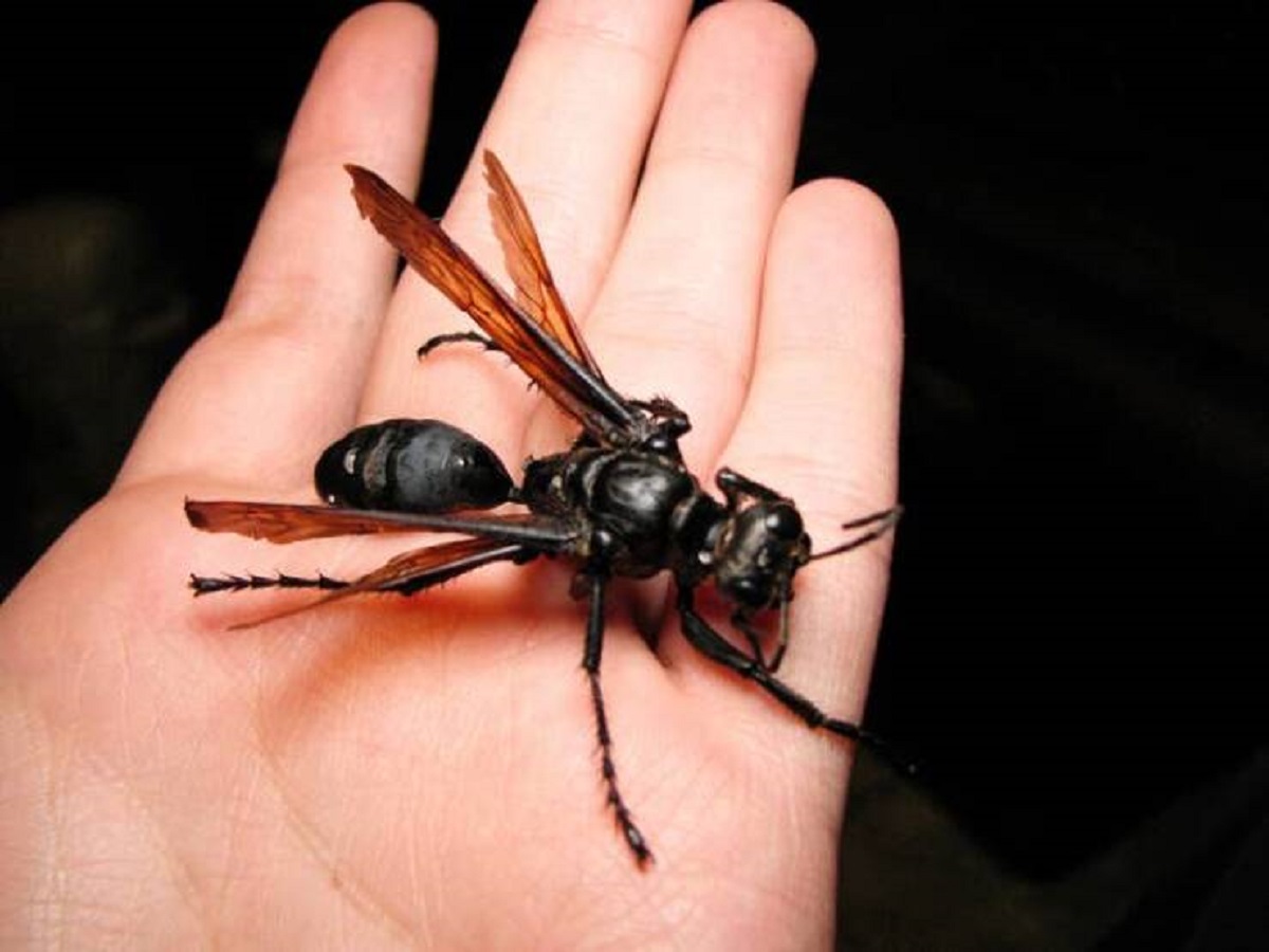 This is a tarantula hawk, a wasp whose sting is known to be one of the most painful on planet Earth: