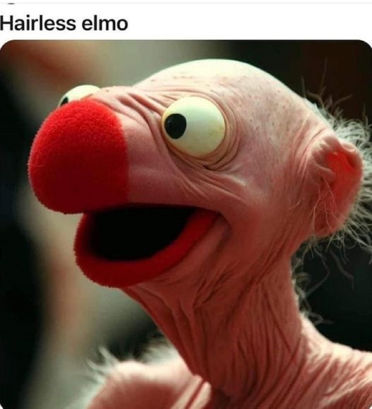 funny elmo memes - Hairless elmo