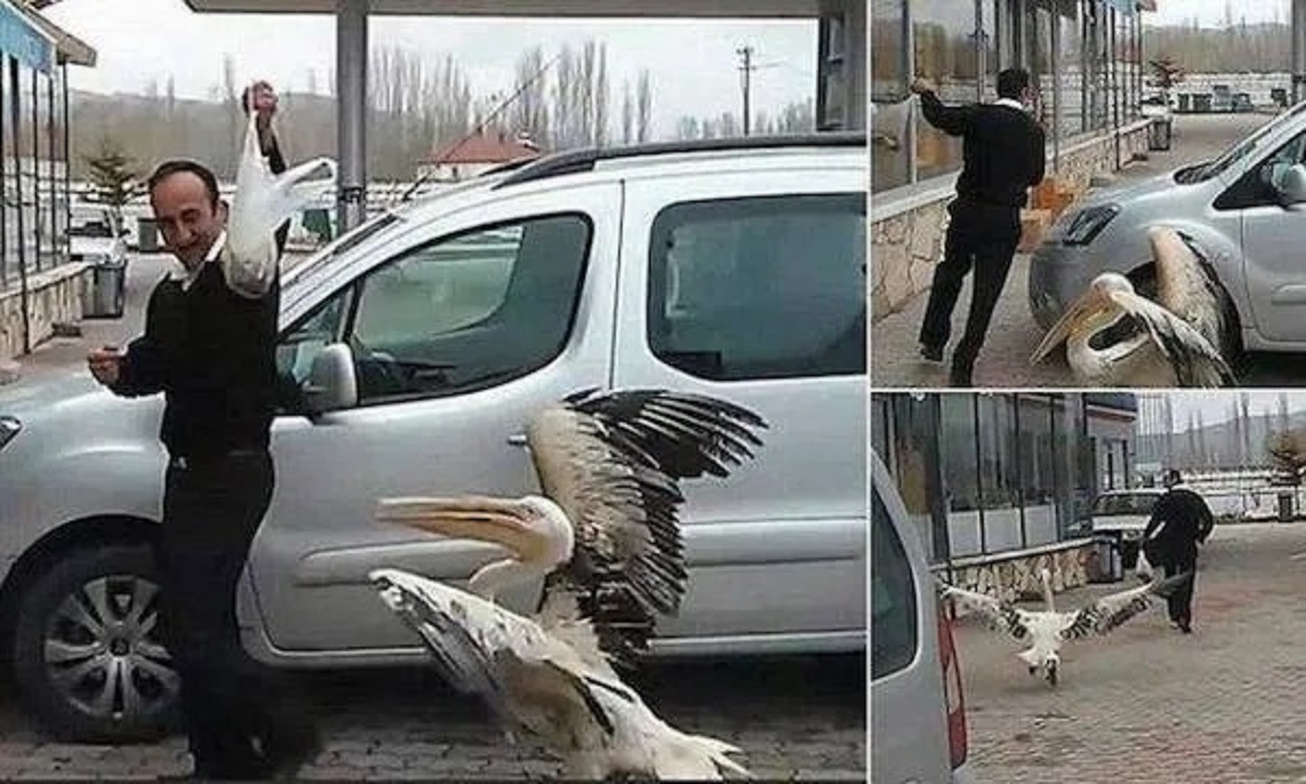 pelican in car