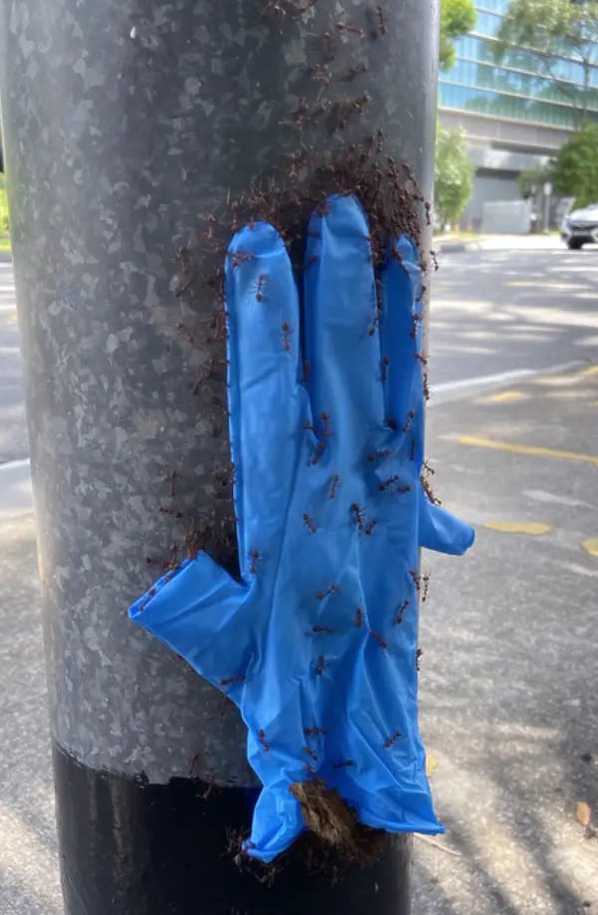 These ants carrying a glove up a lamp post: