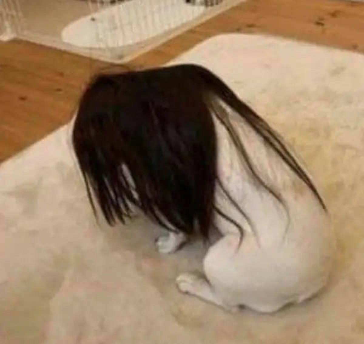 This dog with a wig looking like the girl from The Ring.