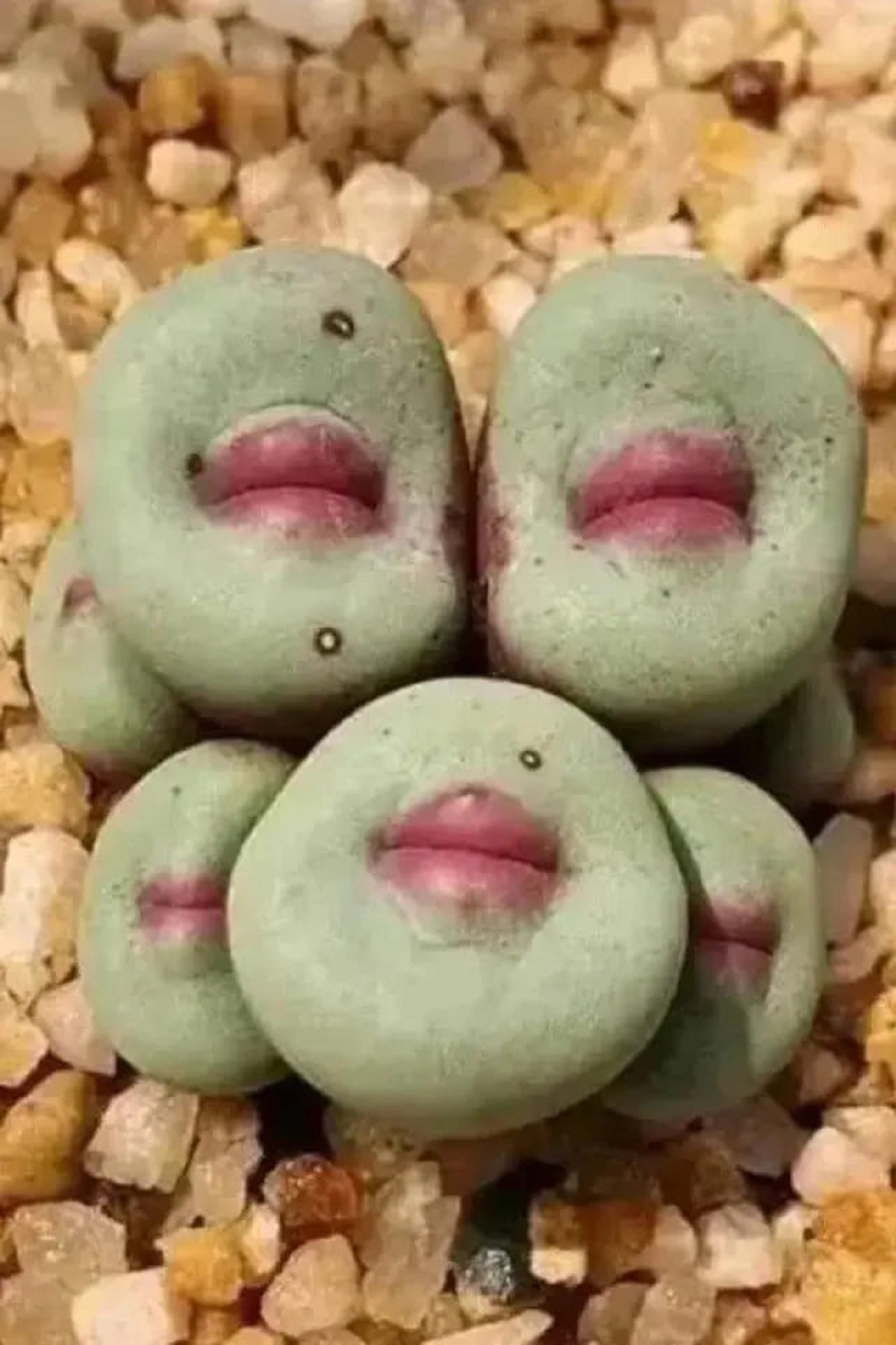 . These plants in South Africa (named Conophytum) that look like they have lips: