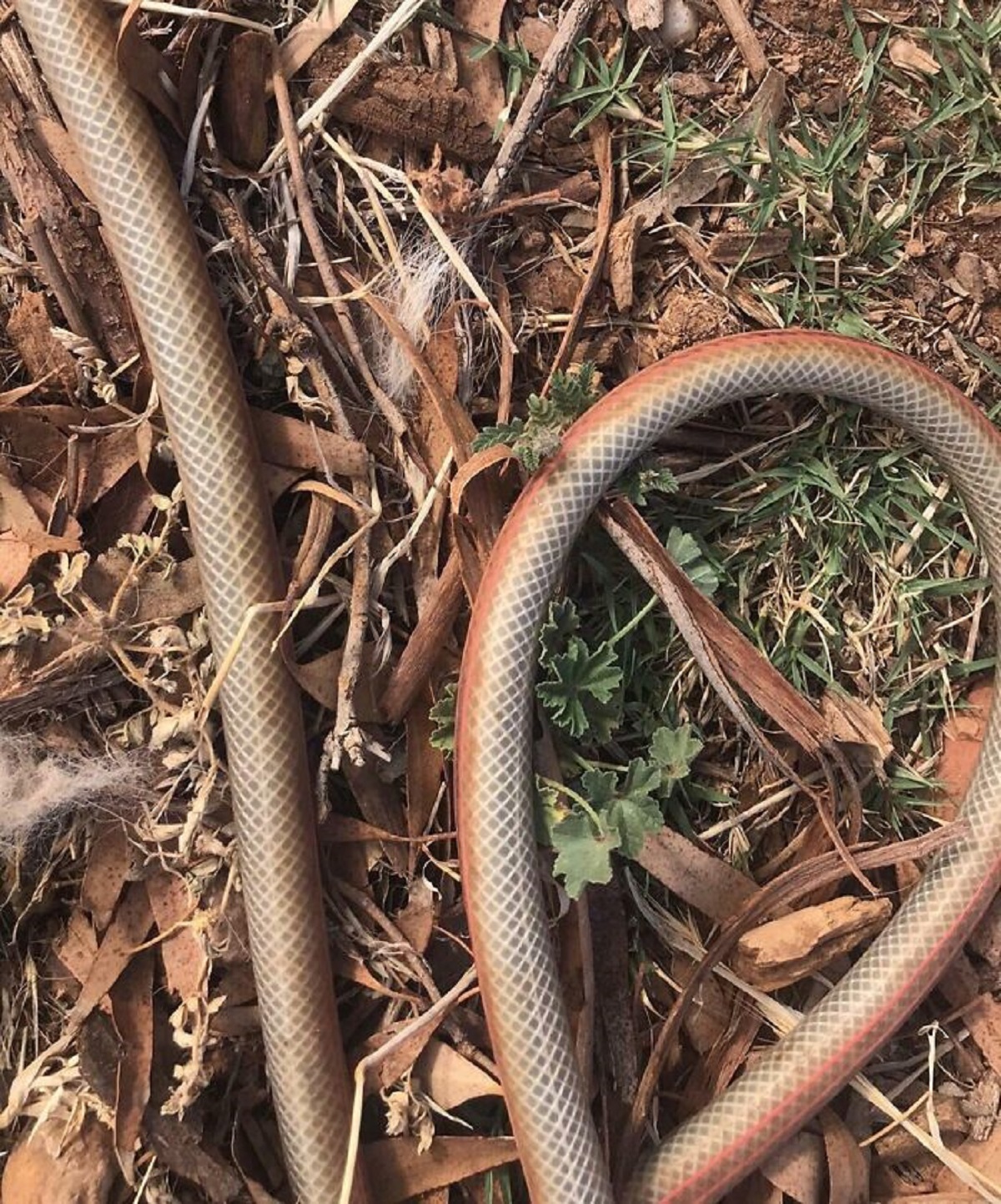 Poorly Colored Garden Hose Guaranteed To Give You A Heart Attack