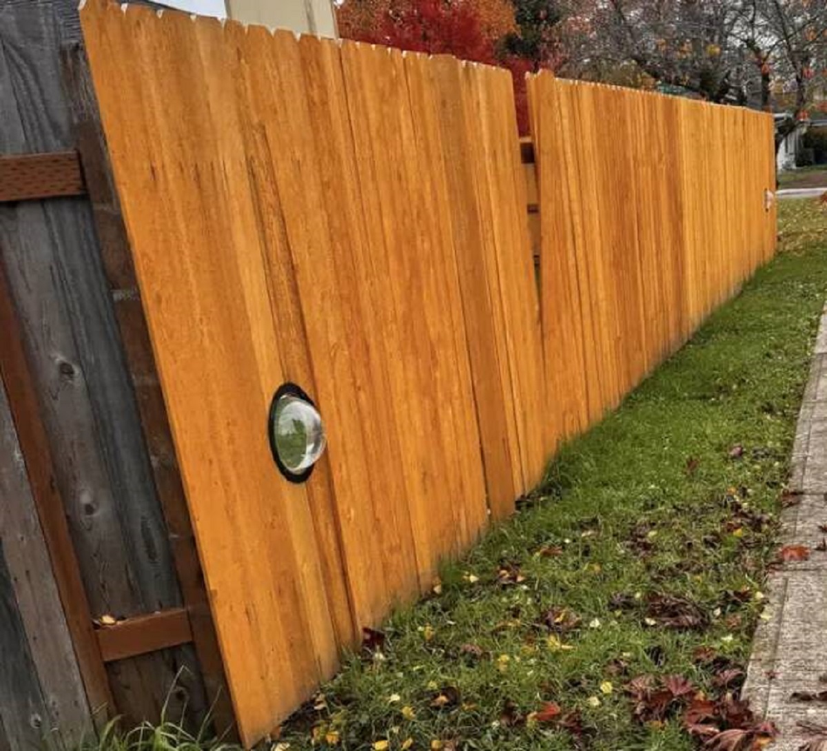 This little dome for dogs to look out of is so cute and clever — imagine passing by and seeing a cute dog's lil face in there!