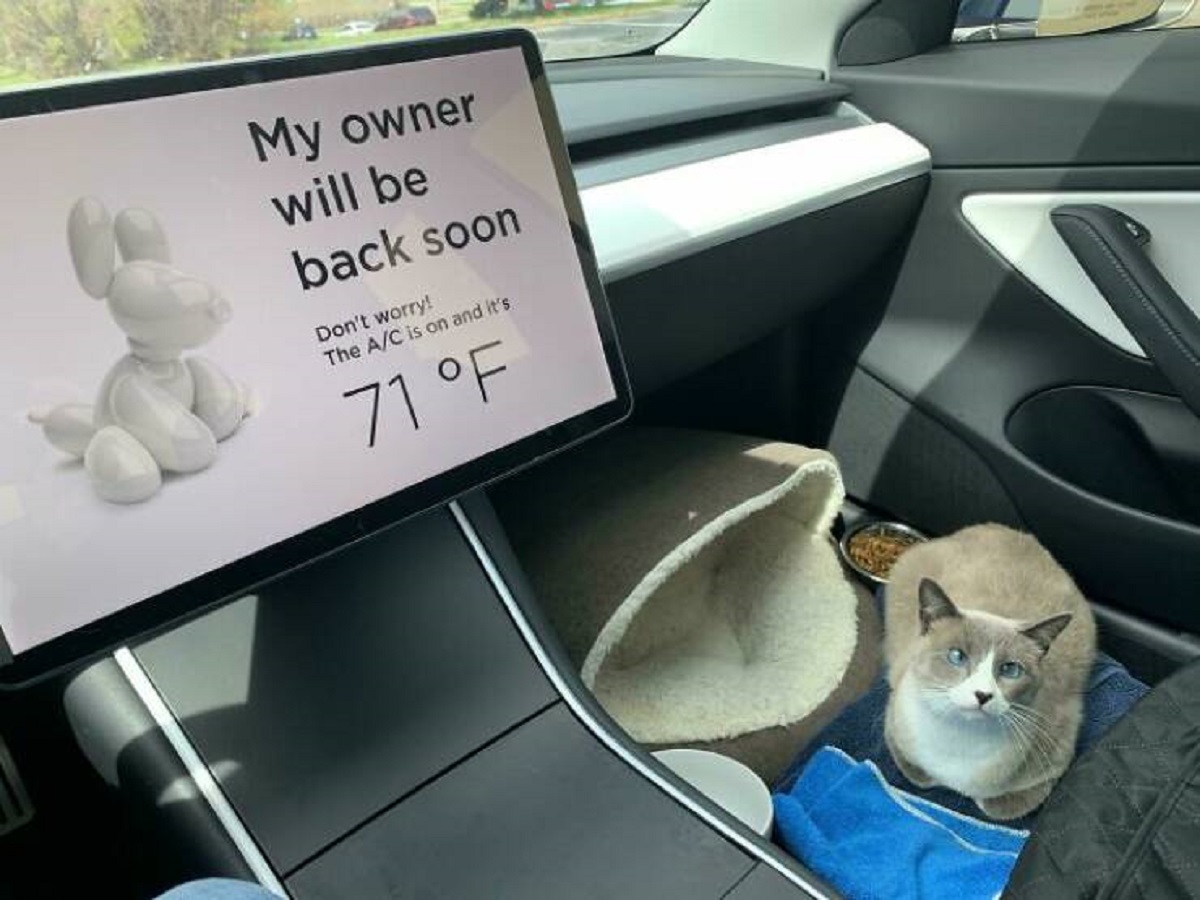 "Tesla Cars Have A Feature That Lets Bystanders Know That The Car Is Air-Conditioned And The Pet Inside Is Safe"