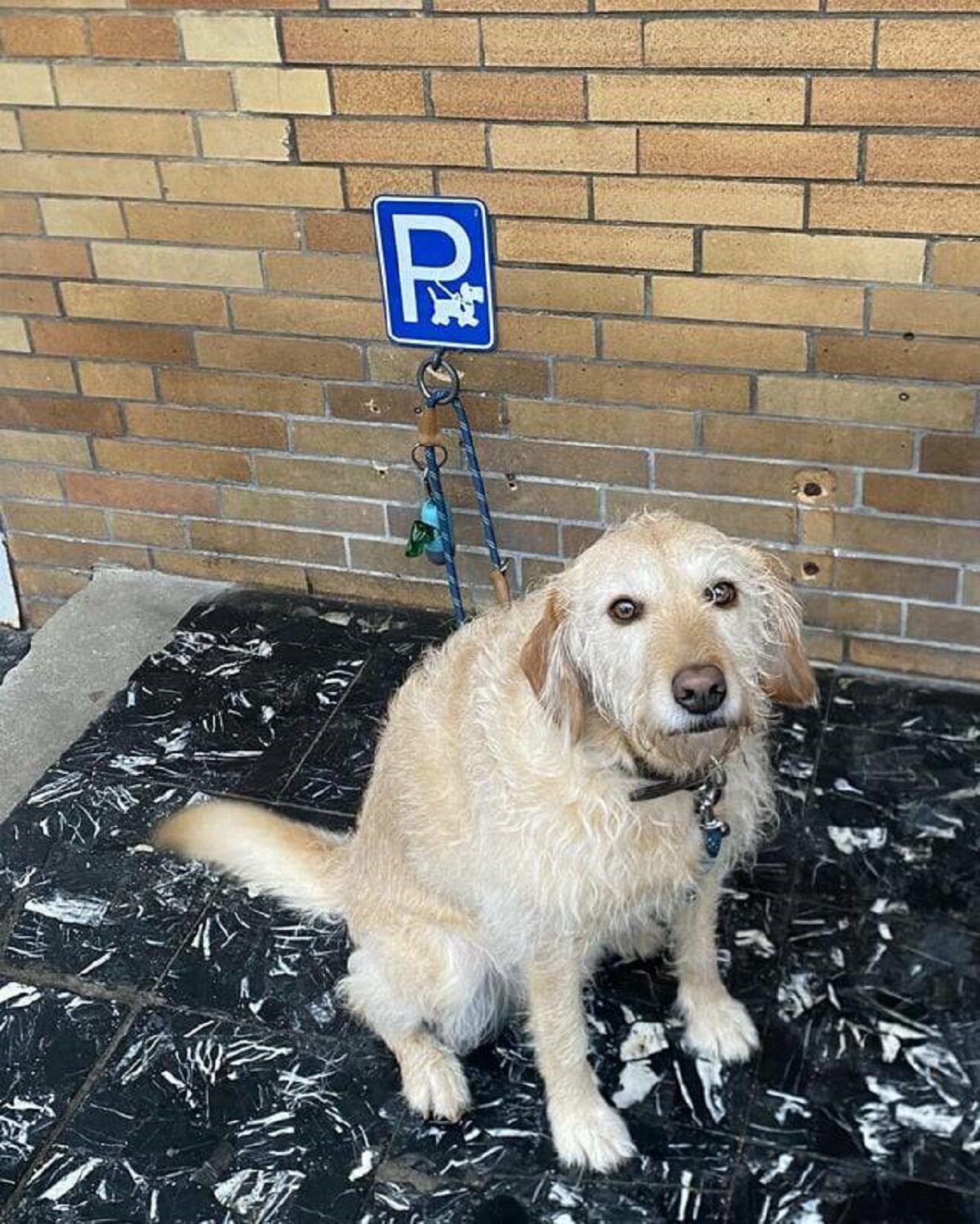 "There’s a dog parking spot in front of this drug store in Germany"