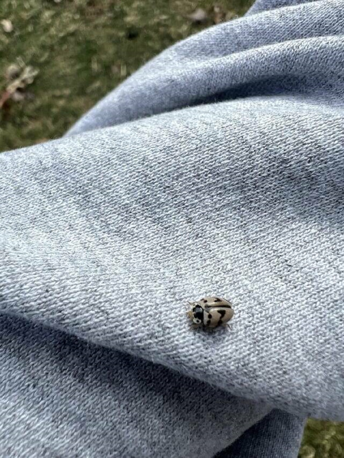 "Grey lady bug found in park nearby"