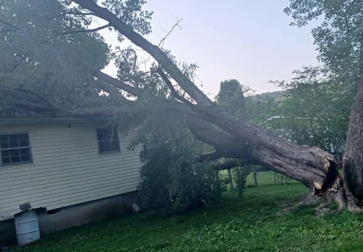 Husband’s coworker hired someone to remove a tree from his backyard. They quoted him $600 to do it. Dude was not insured or licensed. Near as we can tell, it was just a dude who owned a chainsaw.

Tree fell on the house, damaged part of the roof, siding, and took out the electricity. His insurance wouldn’t cover it because the dude who did it was just a dude. Took 4 days to get the electricity fixed. The dude who took down the tree “felt really bad” about the damage he caused, so is going to fix it all himself.

Husband’s coworker had owned the house less than a month.