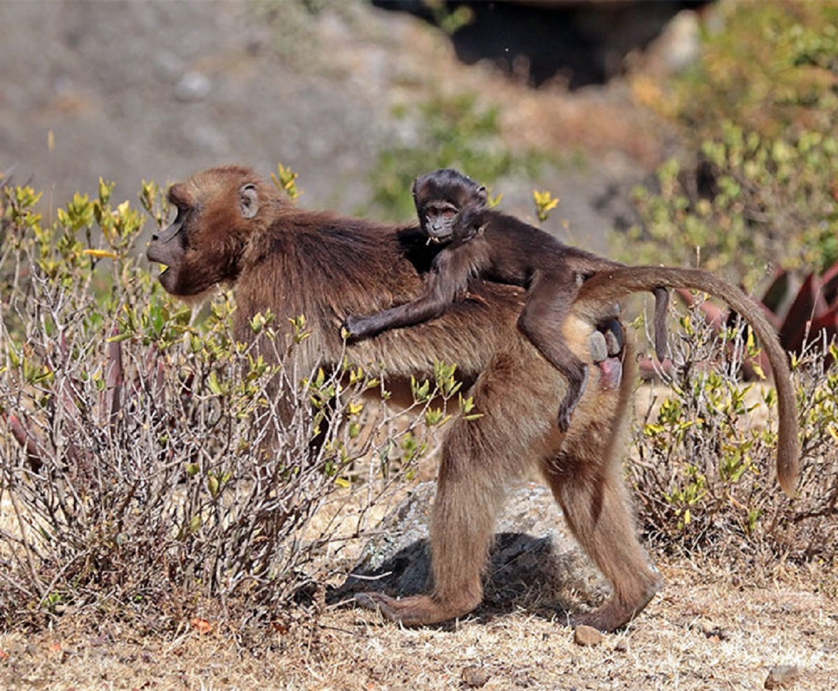 that monkeys in Ethiopia have managed to "domesticate" wild wolves by helping them hunt small rodents. The wolves now coexist with (even baby!) monkeys without ever attacking them, instead going for smaller, harder-to-catch prey!