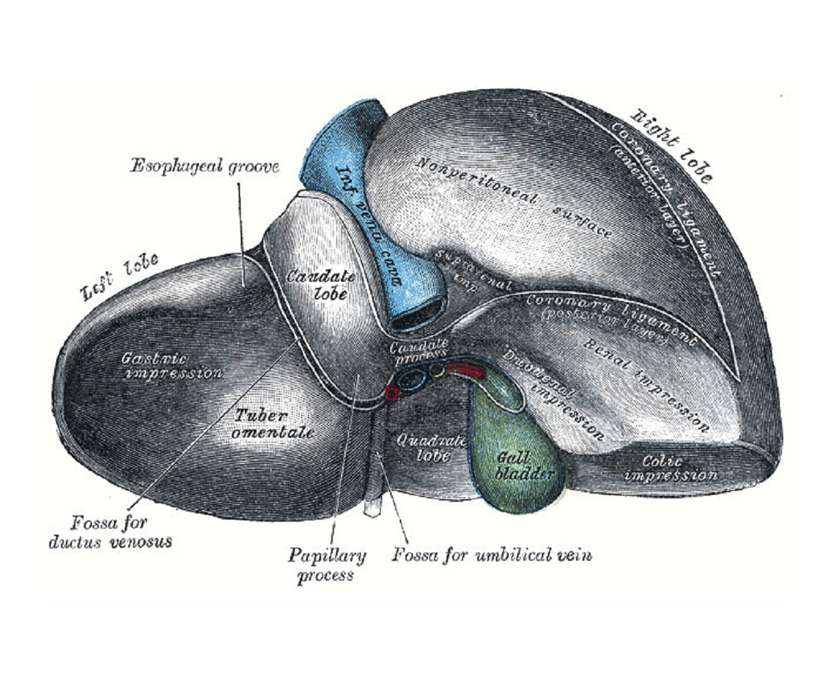 In about six weeks a transplanted liver section will grow into a normal-sized, fully functioning liver in a recipient, while the donor’s remaining liver will regenerate to replace the transplanted section.