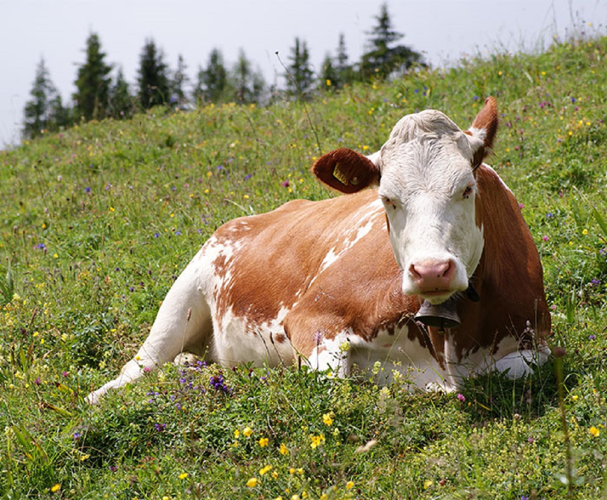 There was a study in Africa that showed that cows with large eye painted on their butts would not be attacked by ambush predators.