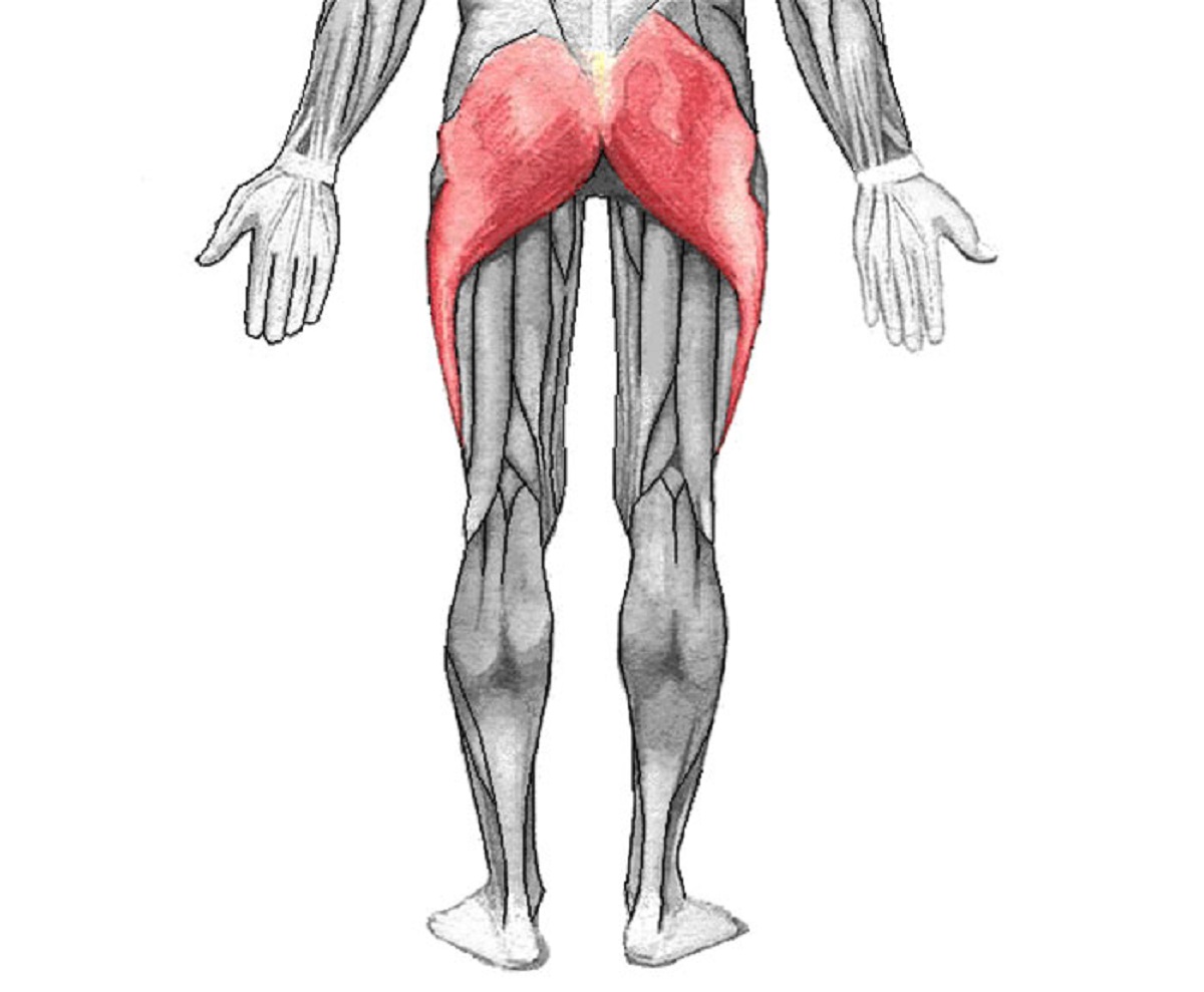 While many animals run faster than humans, the strength and positioning of our butts (gluteal muscles) gave humans the endurance to keep running and chasing prey when other animals had to stop.