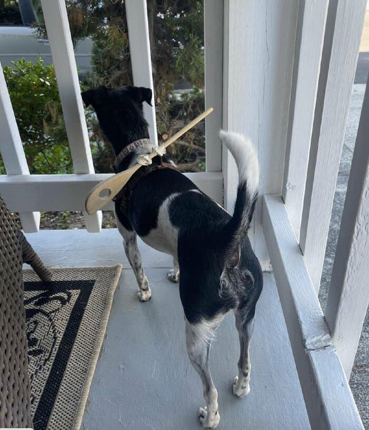 "Using a spoon to keep her on the porch and not chasing squirrels."