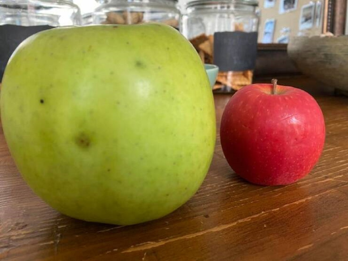 “Comparison of this Granny Smith my grandma grew and this store bought apple.”