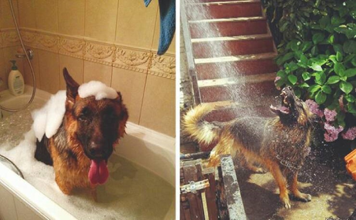 "Dogs bathed by women vs. Dogs bathed by men"