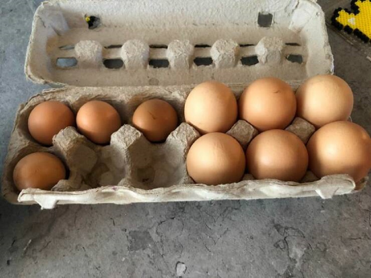 “The difference in eggs size between a seasoned layer and a new layer’s first eggs (left)”