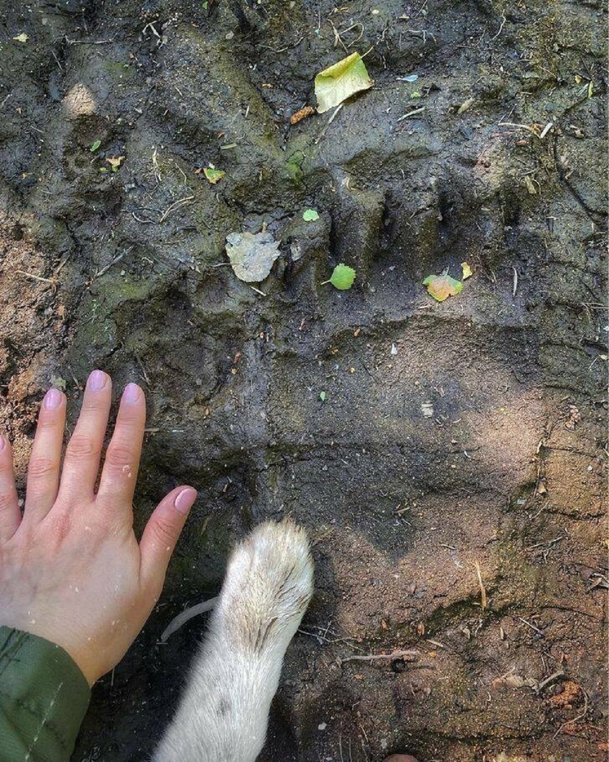 "The footprint of a brown bear vs the hand of an adult human and a dog’s paw"