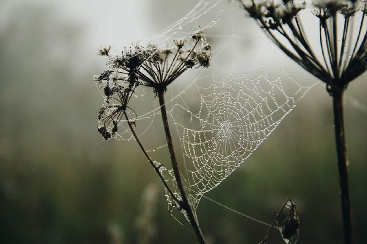 Cobwebs contain coagulants. You can use cobwebs to stop a wound from bleeding