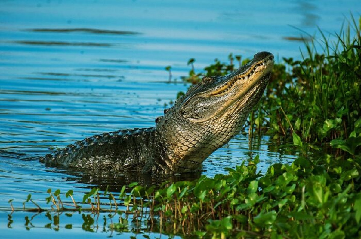 Not so much of a tip as dispelling a myth, but you definitely don't have to run zig zag away from an alligator or crocodile. Just run straight and fast.