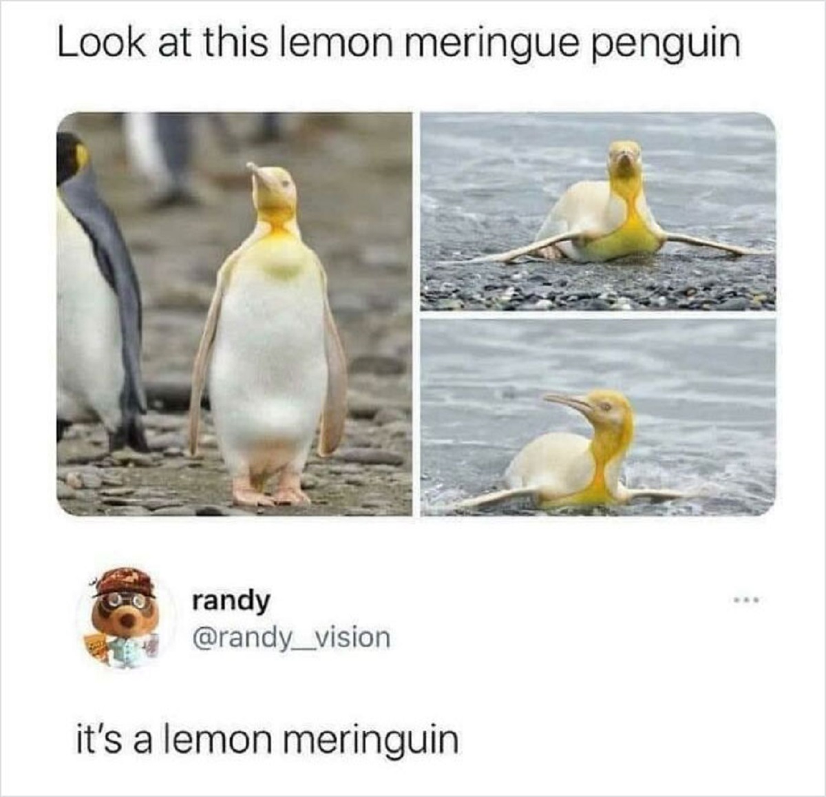 funny replies better than the original - lemon meringue penguin - Look at this lemon meringue penguin randy it's a lemon meringuin