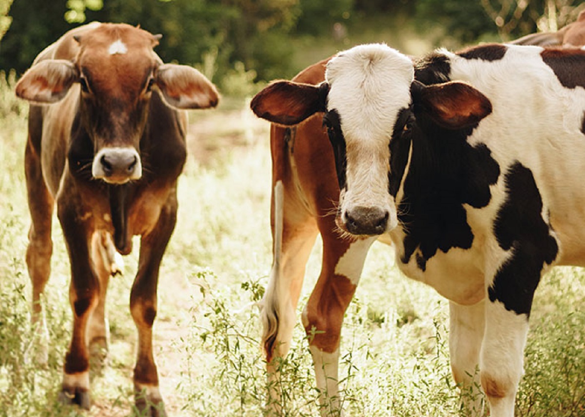 Cows have best friends