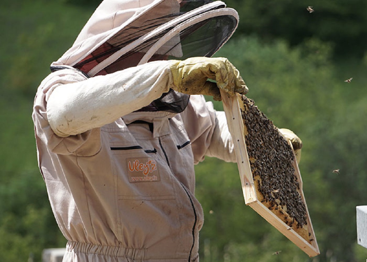 You can ship bees in the mail!!!

I was waiting in line at the post office, and the clerk came back with a package, and the customer says, “No, these aren’t my bees. Is there another one back there?” And I thought, “Holy s**t. Not only can you ship bees but enough people do this that it could result in a bee mix-up. What in the actual eff.”

I got on the phone and told everyone I could think of.