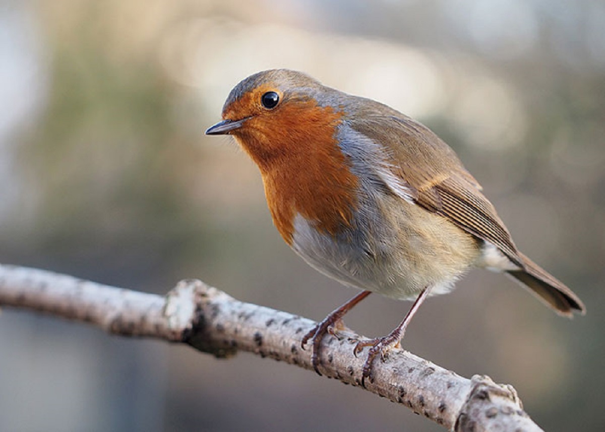 Robins see their reflection in your glasses and go into attack mode.