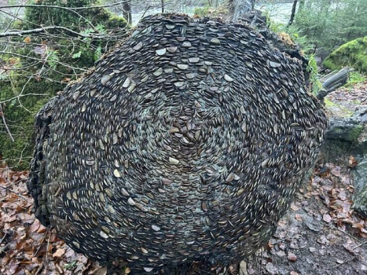 "I found a tree stump full of old coins"