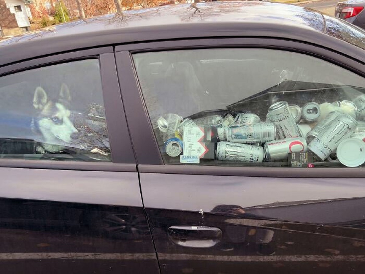 Poor Dog Left In A Filthy Car