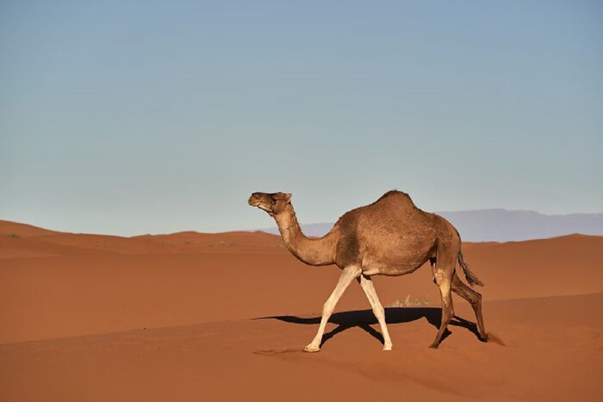 Saudi Arabia imports camels from Australia