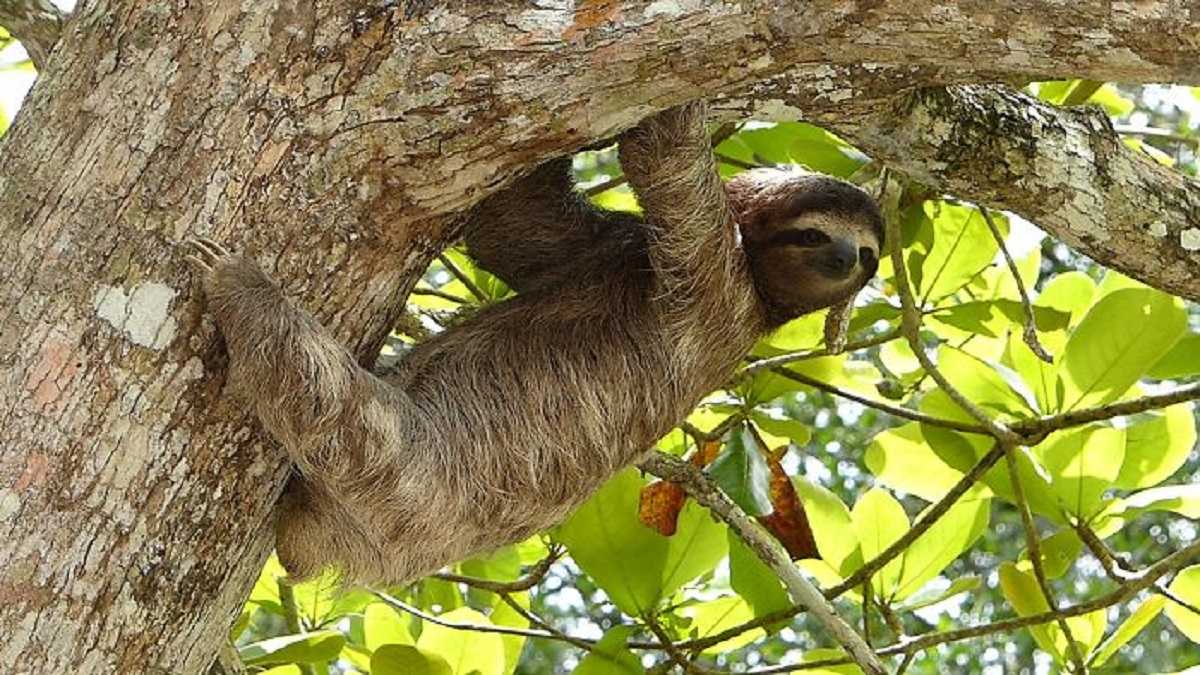 Sloths can hold their breath under water longer than dolphins