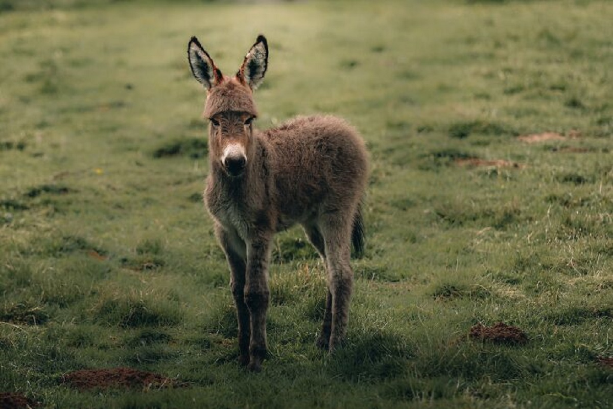 Mail is still delivered via donkey to a place at the bottom of the Grand Canyon.