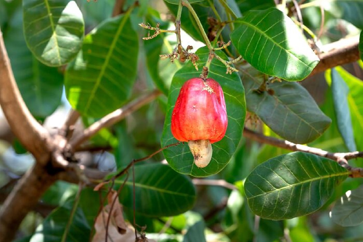 Cashews grow on the outside of a cashew apple