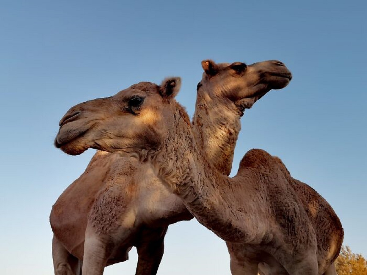 The US Army tried a "Camel Corps" in the Southwest, in the early 19th century, mostly as pack animals or using for mail service, as far West as southern California; when the Civil War interrupted their experiment, they sold the camels off, but some escaped. As a result there were feral camels at one point in the Angeles National Forest.