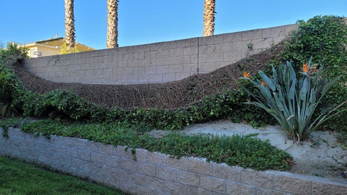 16 years of ivy growth destroyed in a single night of high winds. The entire brick wall was covered to the top.