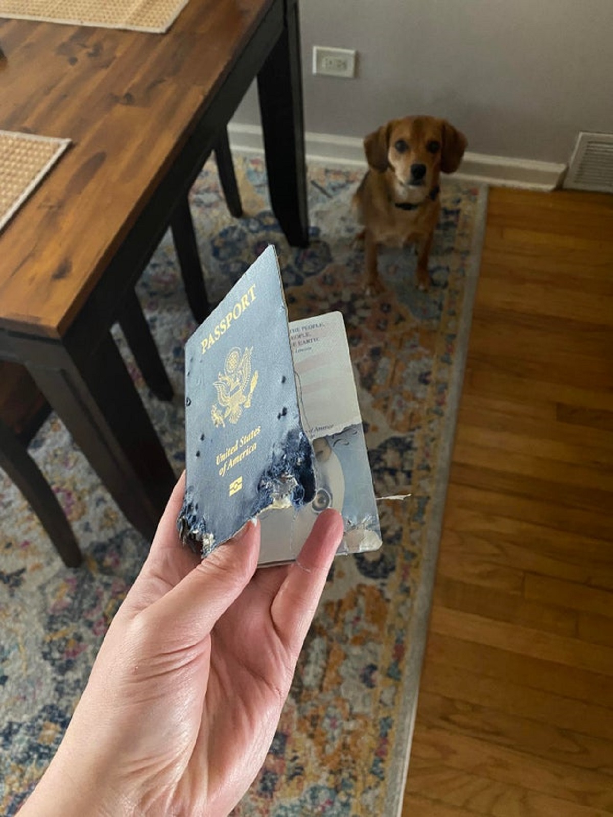 My puppy ate my passport.