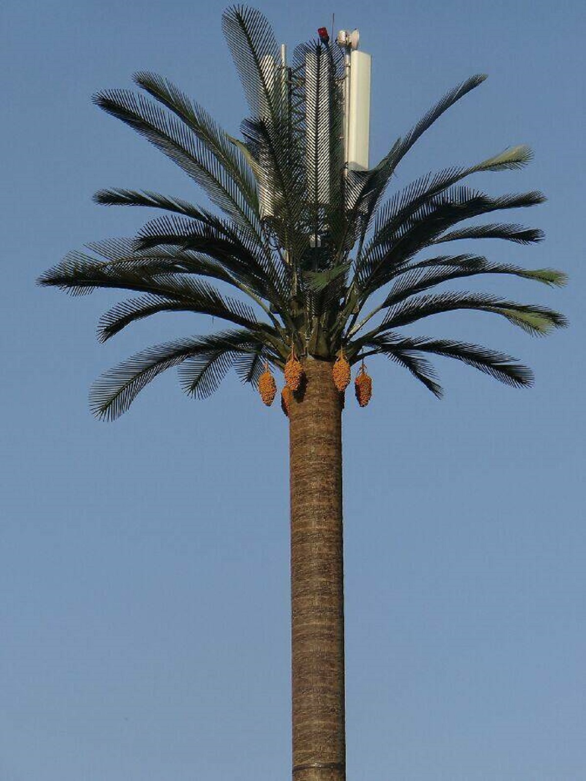 "In Morocco, Utility Poles Are Disguised As Palm Trees"

1