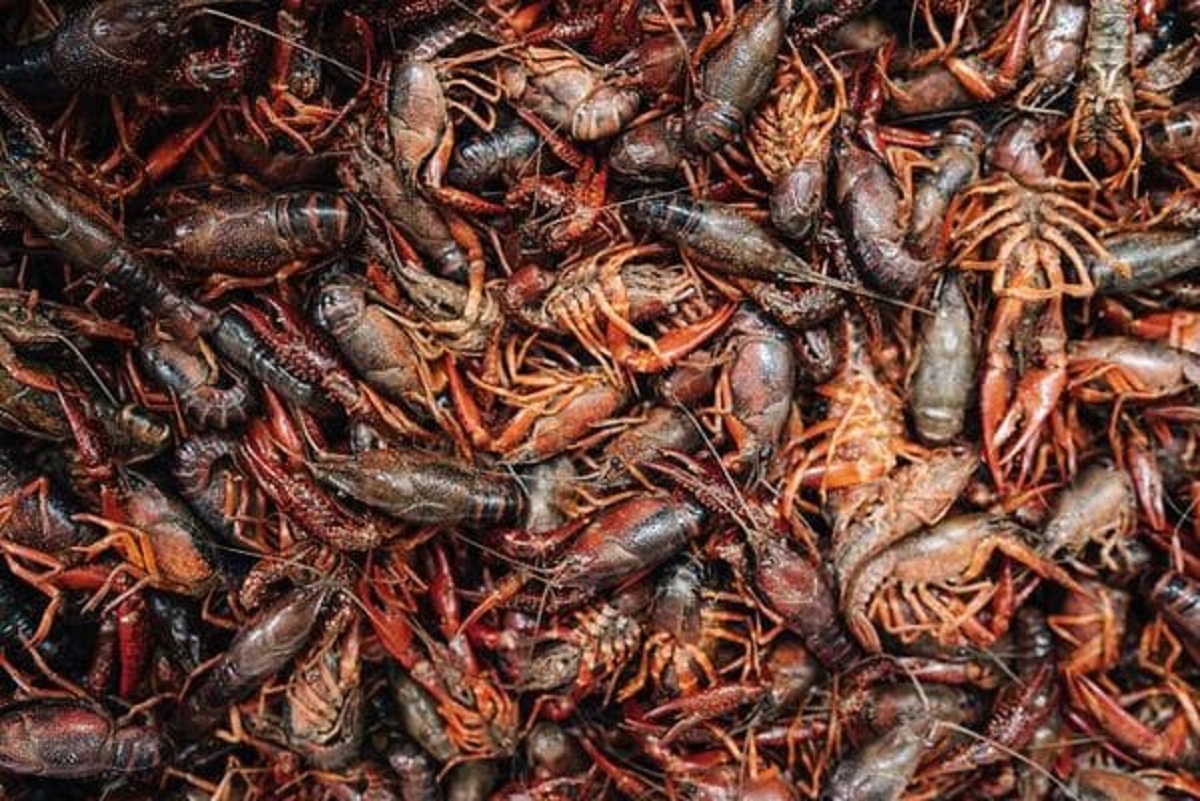 the crawfish farming industry in Louisiana grew after rice farmers began breeding them in their rice fields. They realized that they could farm crawfish throughout the year without it affecting their rice. It also served as an extra source of income for them.”