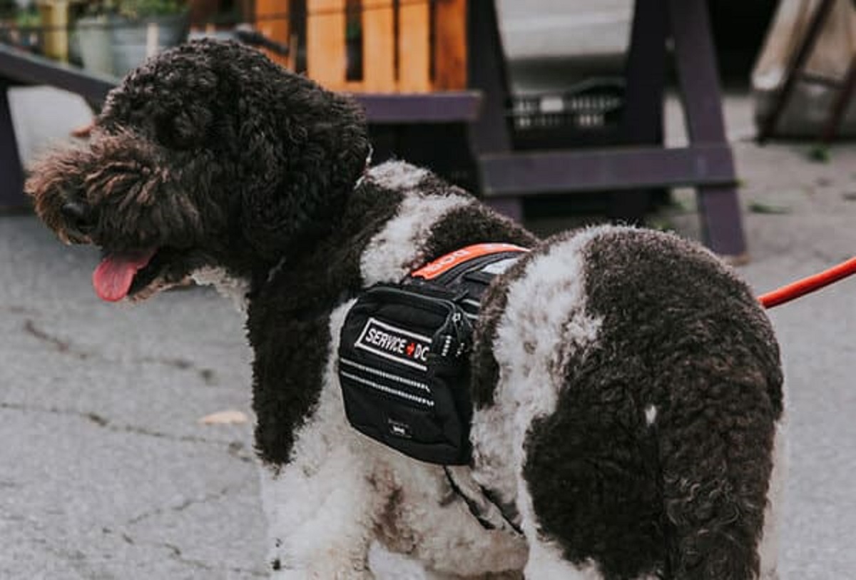 that, on average, half of all service dogs fail their training. Due to this poor rate, South Korea experimented with cloning service dogs that had already passed their training. The resulting clones passed at rates much higher than average.”