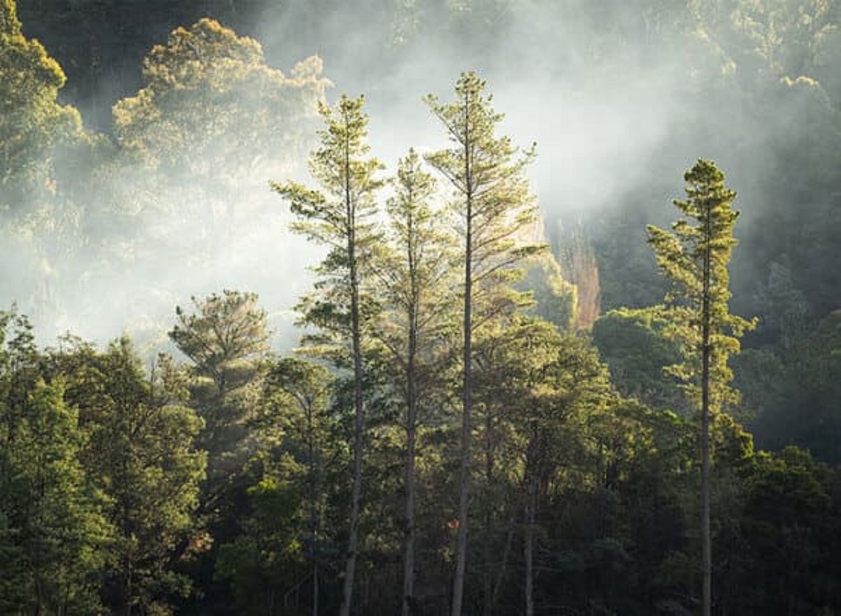 Miranda Gibson lived on a small platform 60 metres above the ground in a 400-year-old Eucalyptus tree to protect the surrounding forest. A bush fire forced her to evacuate after 449 days but Tasmania’s Wilderness World Heritage Area was officially extended by 170,000 hectares a few months later.”