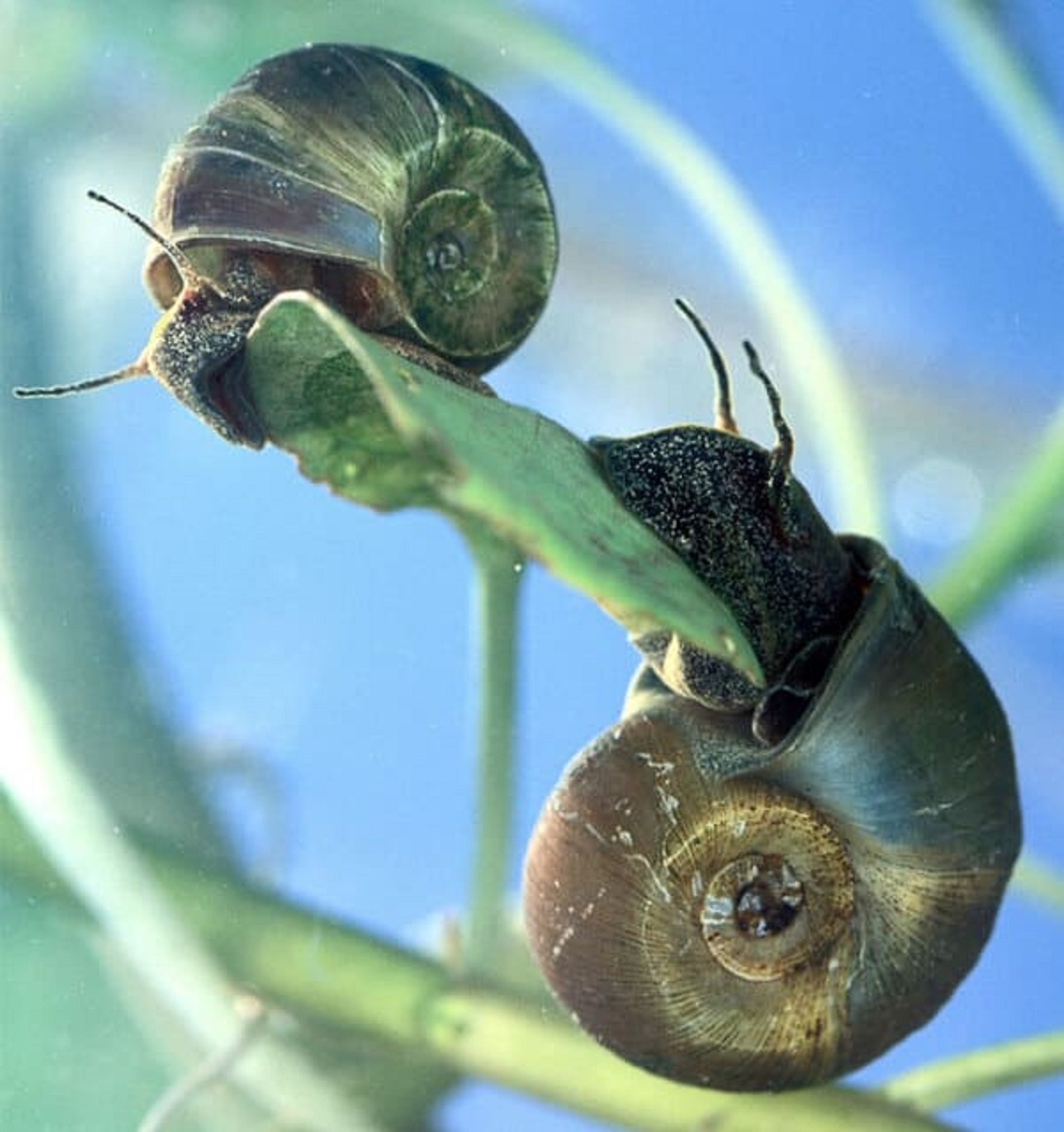 Freshwater snails are one of the world’s most deadly animals because they transmit the organism that causes schistosomiasis (aka bilharzia), which is, in and of itself, one of the most deadly parasites on the planet! Nearly 230m people were infected in 2014 and there are~200,000 deaths annually.”