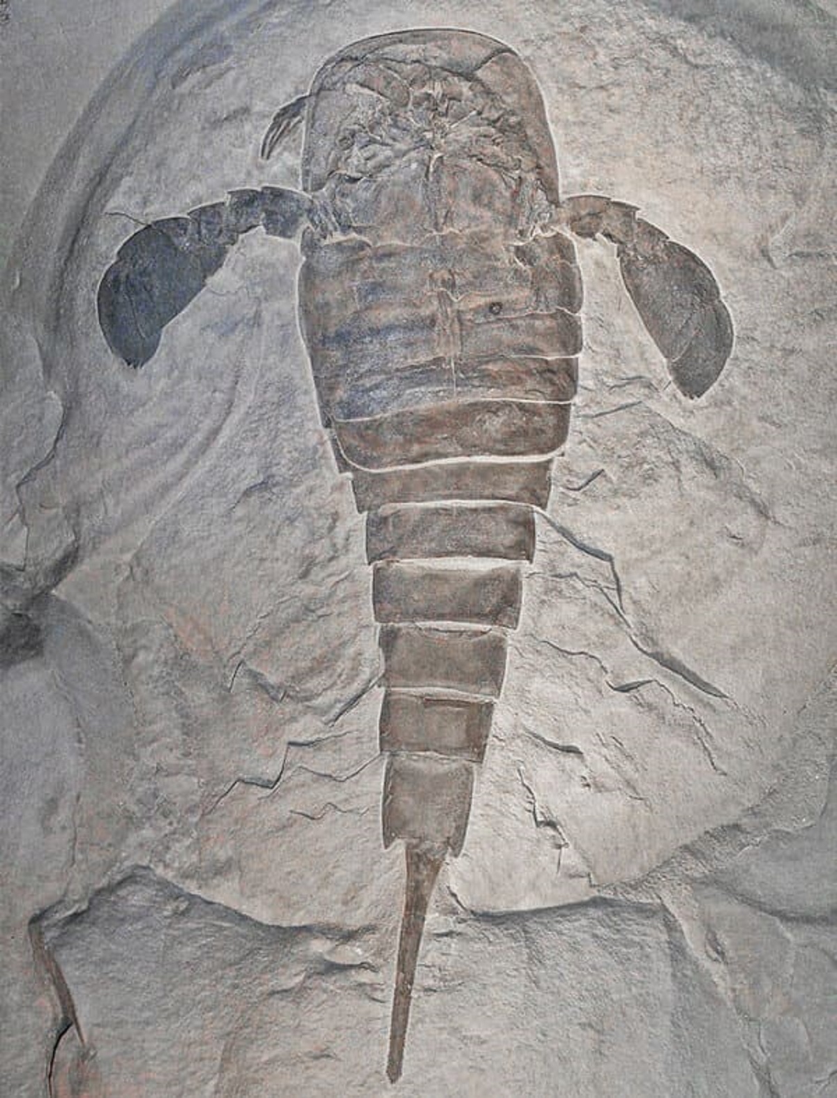 Eurypterids, an order of arthropods completely wiped out by the world’s biggest mass extinction, were scorpion-like giants that could reach almost ten feet in length.”